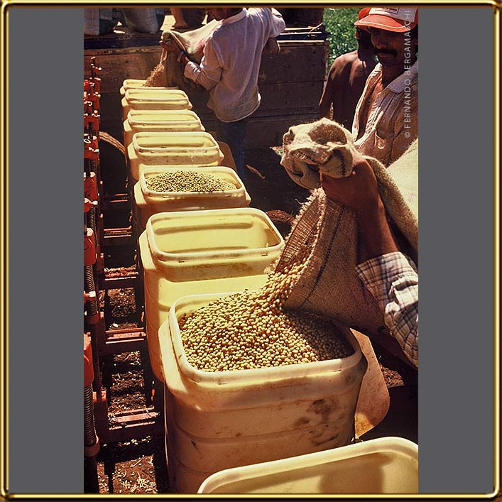 plantacao de soja, semeadeira - soya plantation,seed