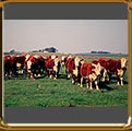 Hereford cattle