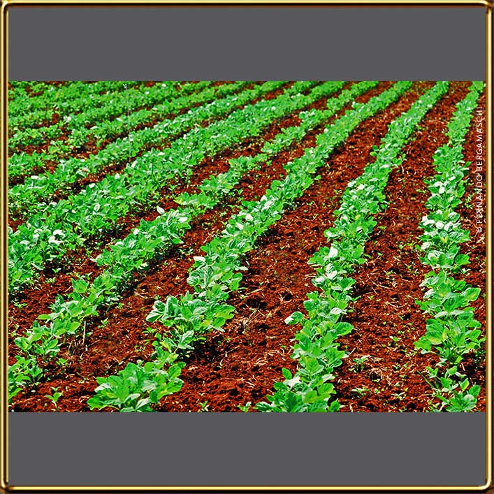 soya plantation - plantação de soja em Cruz Alta