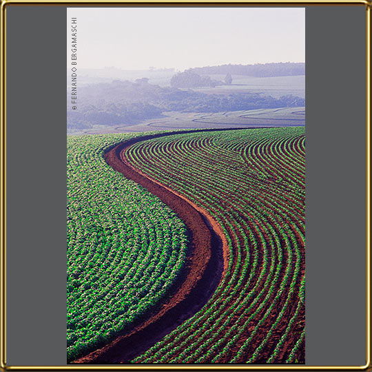 soy plantation