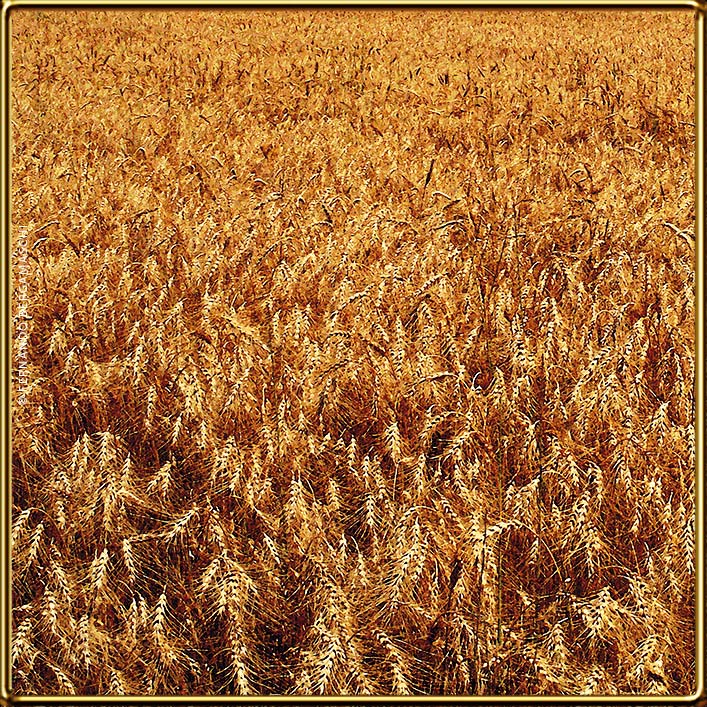 Wheat plantation in Rio Grande do Sul, Brasil